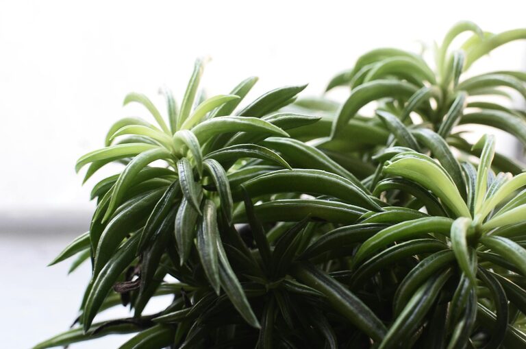 Tips for Keeping Your Houseplants Healthy and Thriving